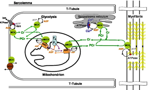 Figure 1-4. Subcellular compartmentation of sarcomeric mitochondrial CK (sMtCK) and cytosolic MCK