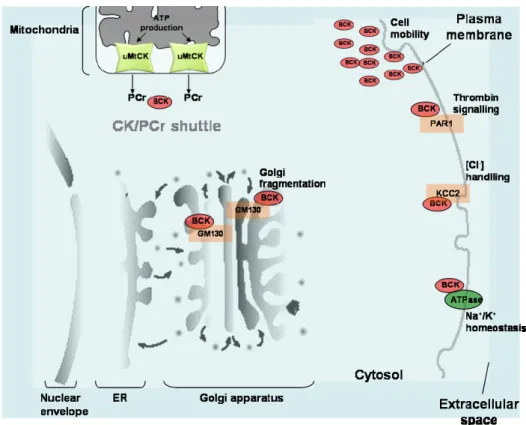 Figure  1-5.  Subcellular  compartmentation  of  cytosolic  BCK.  In  brain,  BCK  transport  energy  through  the  CK/PCr shuttle to energy demanding compartments