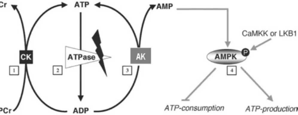 Figure  1-8.  High-energy  phosphoryl  transfer  networks  and  regulation  of  cellular  energy  status