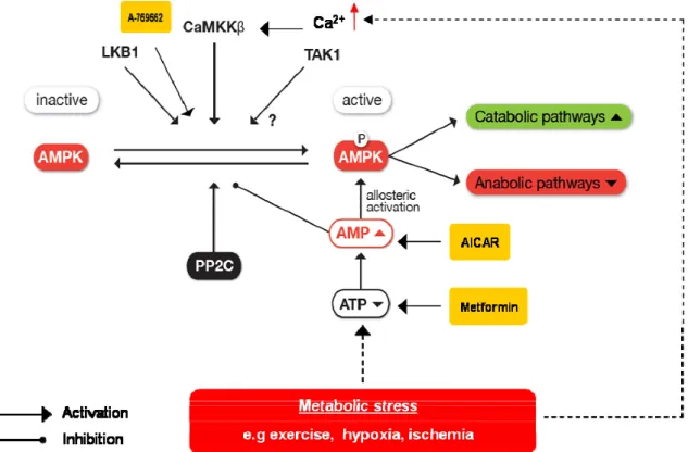 Figure  1-10.  AMPK  activation  and  regulation.  AMPK  is  activated  in  response  to  metabolic  stress,  e.g  exercise, ischemia, hypoxya
