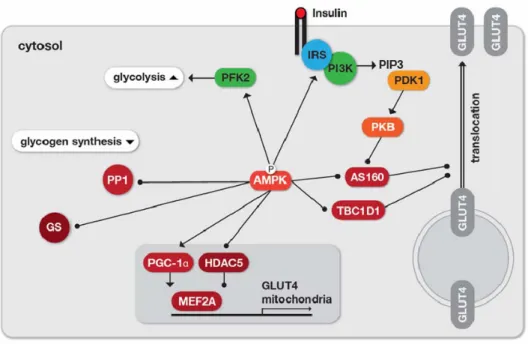 Figure 1-11. Regulation of glucose uptake, glycolysis and glycogen synthesis by AMPK. For increasing the  cellular  glucose  uptake,  AMPK  phosphorylates  the  Rab  GTPase  activating  proteins  TBC1D4  (AS160)  and  TBC1D1, which reduces their associatio