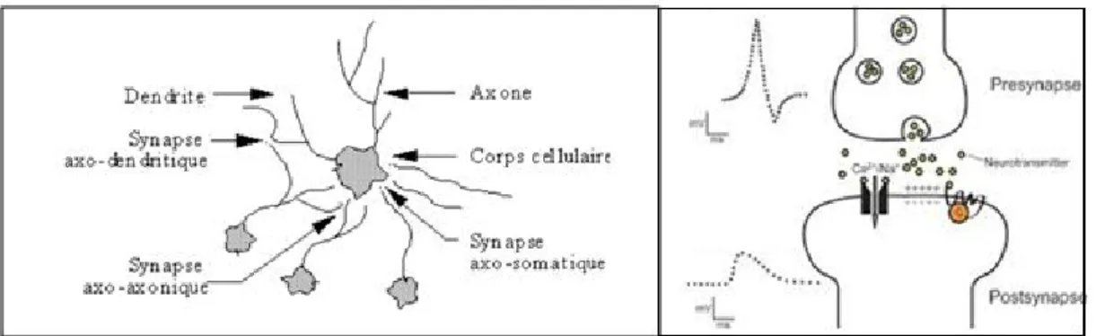 Figure 1.2. Système de placement des électrodes 10-20 pour l’enregistrement EEG (modifiée de [9])