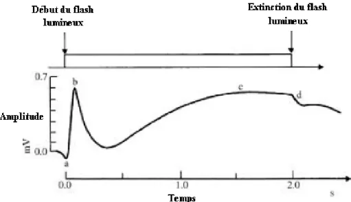 Figure 1.6. ERG, la réponse à une stimulation de deux secondes (modifiée de [9]). 