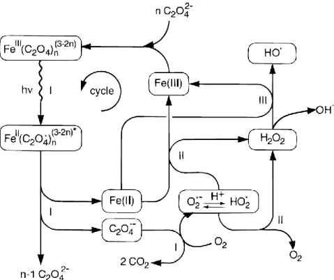 Figure I.16 : Schéma du cycle de fer et des réactions principales de la photolyse directe de  Ferrioxalate [117]