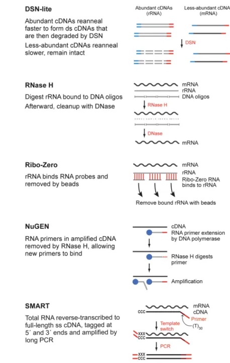 Figure 1. Methods for total RNA-Seq