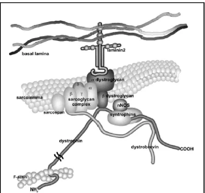 Figure 1: Représentation schématique du complexe dystrophine-protéines associées dans le   muscle strié