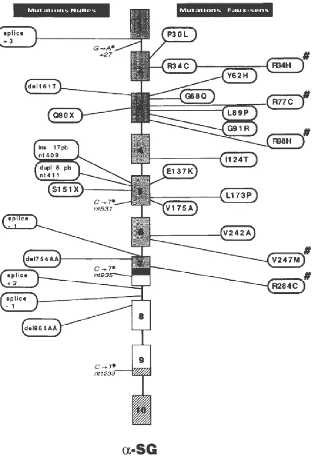 Figure 3 : Mutations du gène alpha-sarcoglycane [10] 
