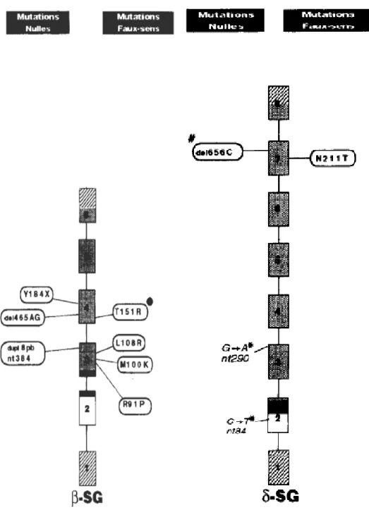 Figure 4 : Mutations du gène beta-sarcoglycane et du gène delta-sarcoglycane [10]  