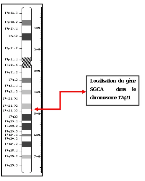 Figure 6 : Localisation du gène SGCA sur le chromosome 17 www.ncbi.nlm.nih.gov/mapview/maps