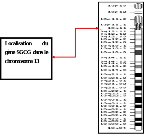 Figure 7: Localisation du gène SGCG sur le chromosome 13 www.ncbi.nlm.nih.gov/mapview/maps.