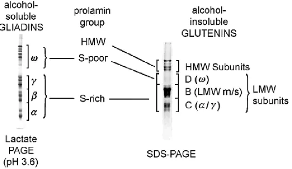 Figure 7 : Classification et nomenclature des protéines de gluten séparées par SDS-PAGE (à  droite)  et  par  Acid-PAGE  (à  gauche)