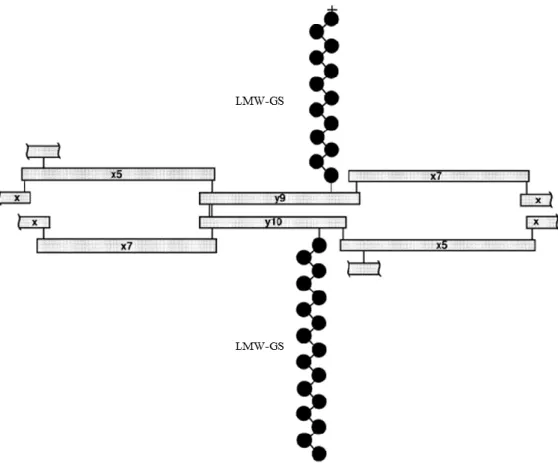 Figure  10  :  Structure  du  polymère  de  gluténines  représentant  le  mode  d'assemblage  des  différents monomères entre eux par l'intermédiaire de ponts disulfures (Wieser 2007) 