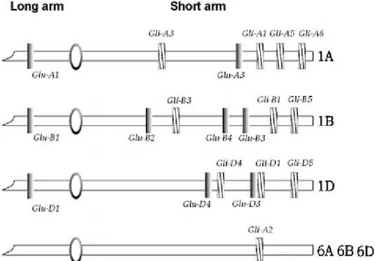 Figure 11 : Localisation chromosomique des loci codant les gliadines et les gluténines chez  le blé tendre (Shewry et al