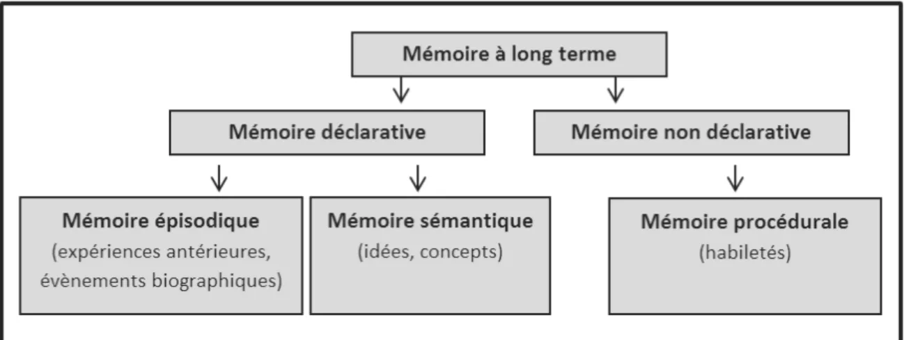 Figure 1. Schématisation de la mémoire à long terme. 