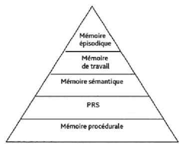 Figure 3 : Modèle d’organisation hiérarchique de Tulving