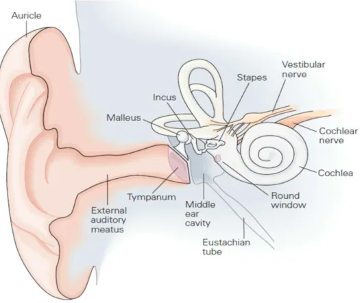 Figure 1. The human ear (adapted from Kandel et al., 2000) 