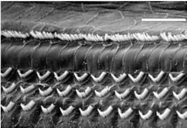 Figure 4. Scanning electron micrograph illustrating the 3 rows of OHCs, and the single row  of IHCs in the organ of Corti 