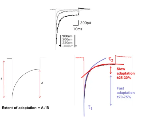 Figure 17. Mechano-electrical transduction current amplitude and characteristic  parameters of adaptation