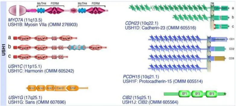 Figure 20. USH1 proteins  