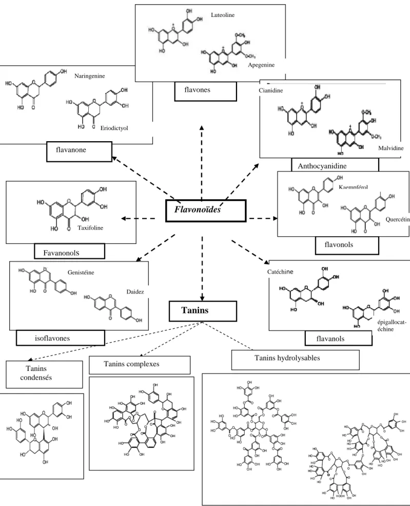 Figure 04. Différentes classes des flavonoïdes (Motilva et al., 2013). 