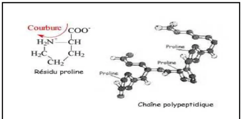 Figure 05. Particularité des résidus proline en imprimant une courbure aux  chaînes polypeptidiques (Dupas, 2009)