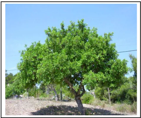 Figure 07. Arbre du caroubier. 