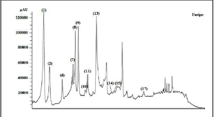 Figure 09. Chromatogramme HPLC des polyphénols de la caroube verte (Benchikh et al., 2016)
