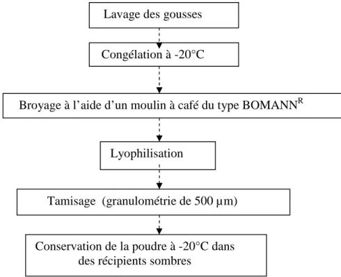 Figure 12. Préparation des gousses de caroube pour l’extraction des composés polyphénoliques  (Benchikh et Louailèche, 2014)
