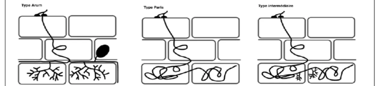 Figure 9 : Représentation schématique des trois principaux types de colonisation du  cortex racinaire par Gloméromycétes formant des endomycorhizes arbusculaires  (Garbaye, 2013)