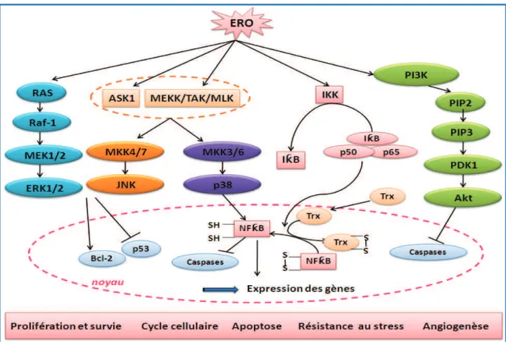 Figure 8: Les voies de signalisation cellulaire activées par les ERO et la modulation des facteurs  de transcription impliqués dans la carcinogenèse prostatique (Guéritat, 2015)