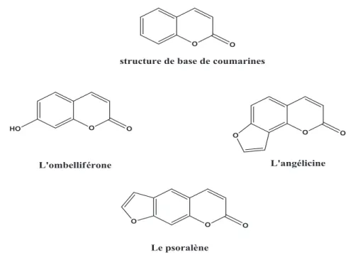Figure 12: La structure de base et quelques exemples de coumarines (David Hoffmann, 2003)