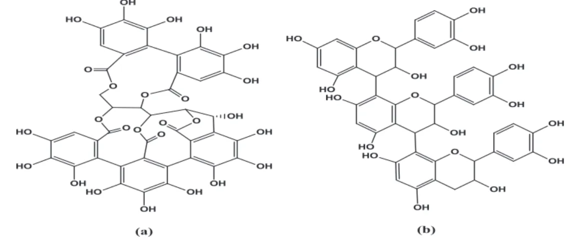 Figure 14: Structure chimique d'un tanin hydrolysable, exemple de la castalagine (a) et d'un tanin  condensé, exemple de la proanthocyanidol C1 (b) (Macheix et al., 2005)