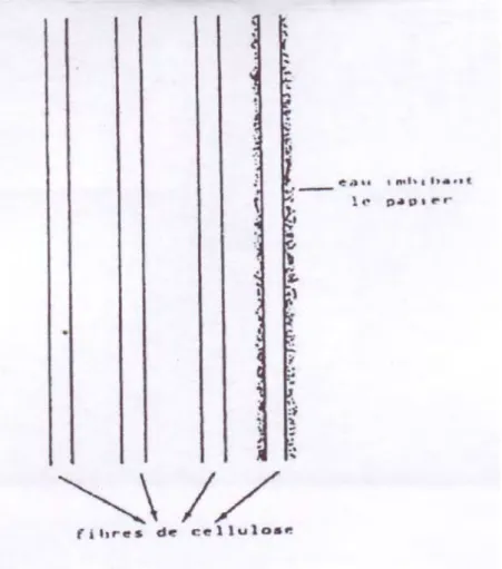 Figure .12. Papier chromatographique 