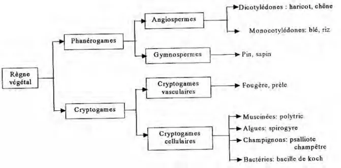 Figure .3. Résumé de la classification des plantes (Jean-Prost, 1997). 