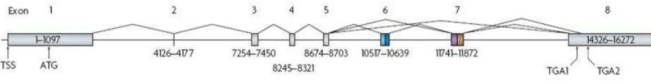 Figure 8 : Structure du gène du VEGFA. (D’après Harper et al.,2008) 