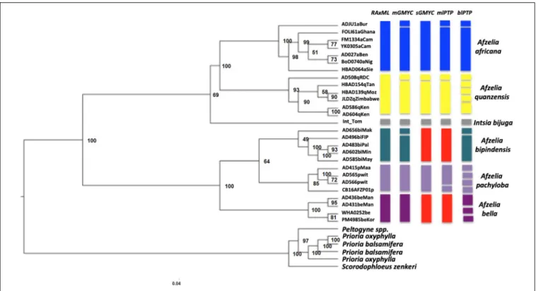 FIGURE 2 | Phylogenetic relationships in Afzelia and related taxa inferred from nuclear genomic data