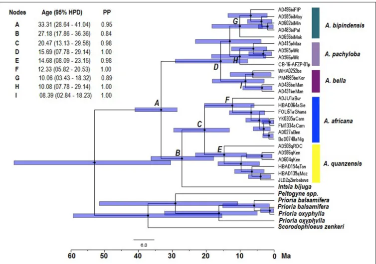 FIGURE 3 | Divergence time chronograms obtained from the Bayesian maximum clade credibility tree reconstructed with 26 accessions of Afzelia, one Intsia bijuga and six outgroup accessions based on 9165 SNPs