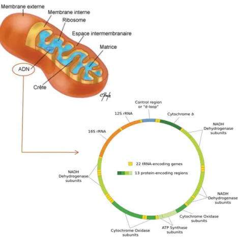 Figure 6: La mitochondrie et les différents gènes codés par l'ADN mitochondrial 