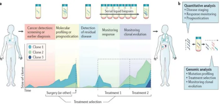 Figure 12: Les applications potentielles de l'ADN circulant durant la prise en charge d'un  patient cancéreux (152) 