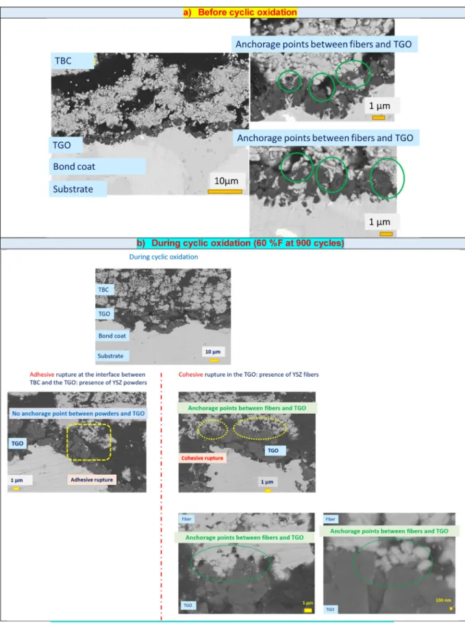 Fig. 11. SEM-FEG micrographs of the sections of TBCs to observe anchorage points between ﬁ bers and TGO layer: (a) before cyclic oxidation; (b) during cyclic oxidation (TBC with 60 %F at 900 cycles).