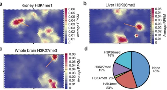Figure 6. Human GWAS hits when mapped onto mouse genome are associated with specific  chromatin states