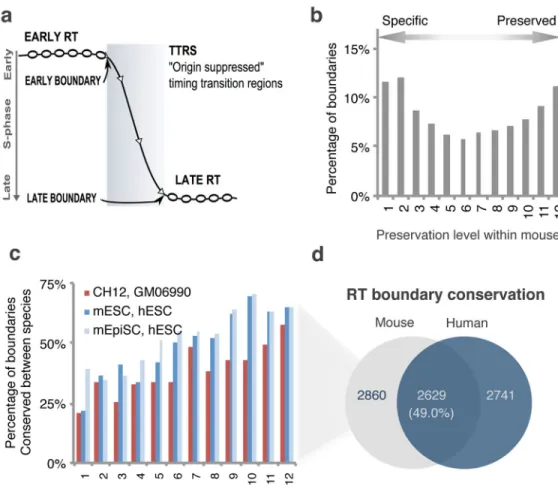 Figure 7. RT boundaries preserved among tissues are conserved in mice and humans a, Depiction of a timing transition region (TTR) between the early and late replication  domains