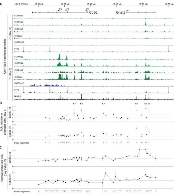 Figure 4. Identification of adipocyte-specific Cd36 cis-regulatory elements