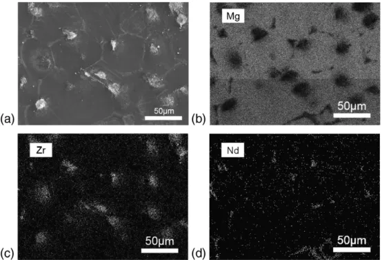 Fig. 5b shows a SEM image obtained on a backscattered electron composition mode (BSE), in order to differentiate the present  ele-ments: the magnesium substrate (light-gray), the hybrid coating (gray), the neodymium and zirconium compounds (white), and the