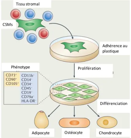 Figure 7: mise en culture des CSMs après isolement 18