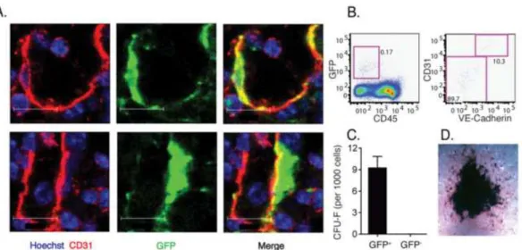 Figure 10: Les CSMs périvasculaires de la moelle osseuse expriment une grande quantité de  CCL2 et permettent le passage systémique des monocytes de la moelle