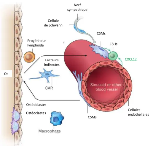 Figure 11: Localisation périvasculaire et fonction des CSMs de la moelle osseuse 43 .   CAR: cellules réticulaires qui expriment du CXCL12 