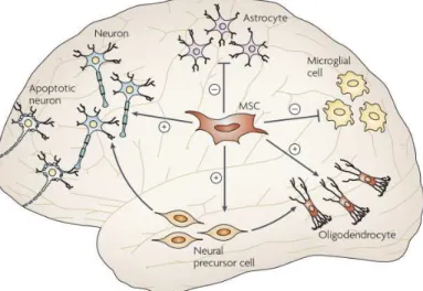 Figure 12: Effets stimulants (+) ou inhibiteur (-) des CSMs   sur les différentes cellules résidentes du cerveau 16