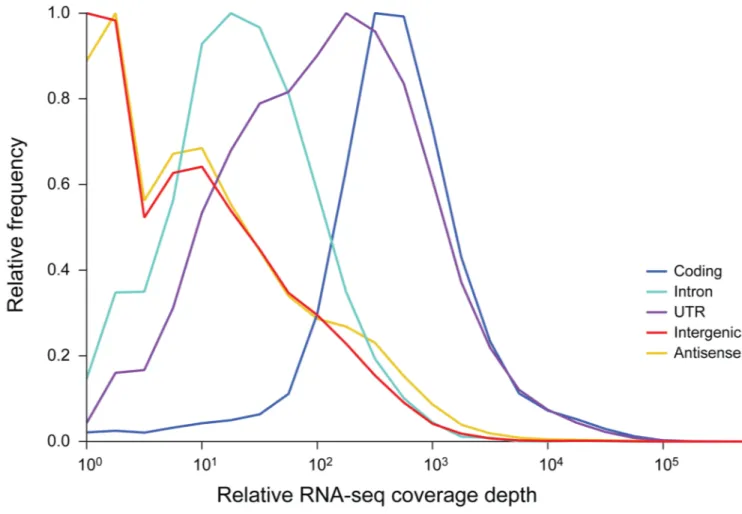Figure 2. Polyadenylated transcription is predominantly confined to protein coding genes The S