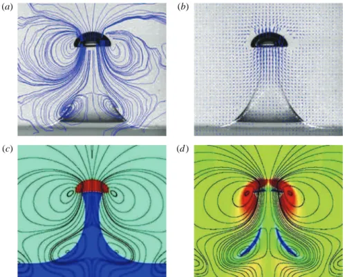 Figure 12 displays PIV and computational determinations of the flow pattern around the bubble at the time when the entrained volume reaches its maximum.